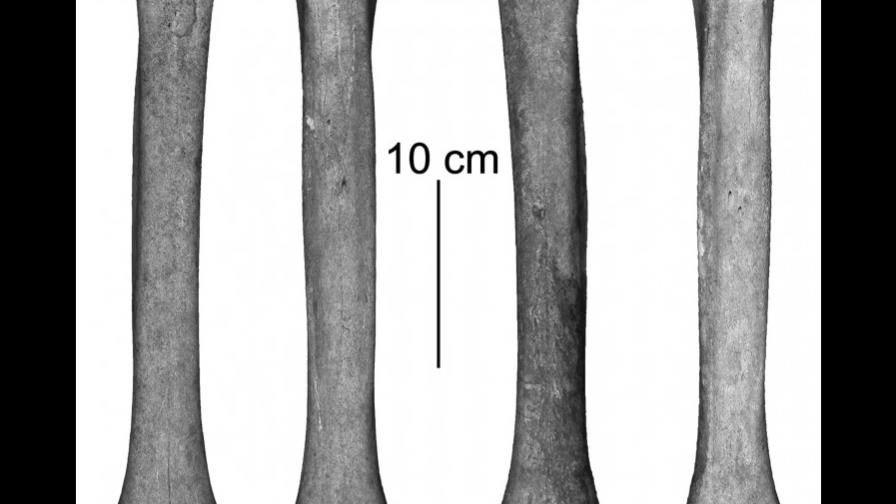 Hallan en Austria el esqueleto completo de un camello de siglo XVI Hallan en Austria el esqueleto completo de un camello de siglo XVI