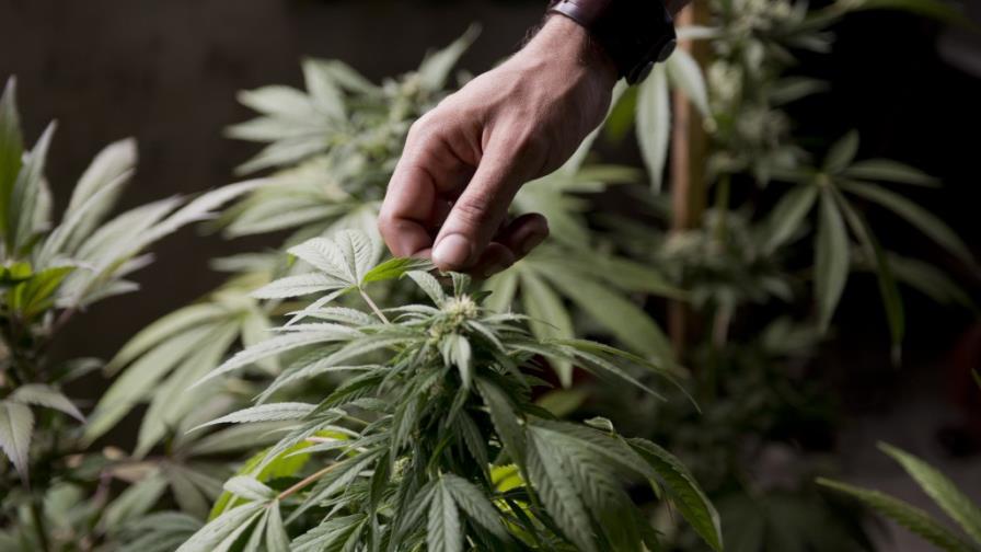 Polo Norte avanza en apertura de dispensarios de marihuana