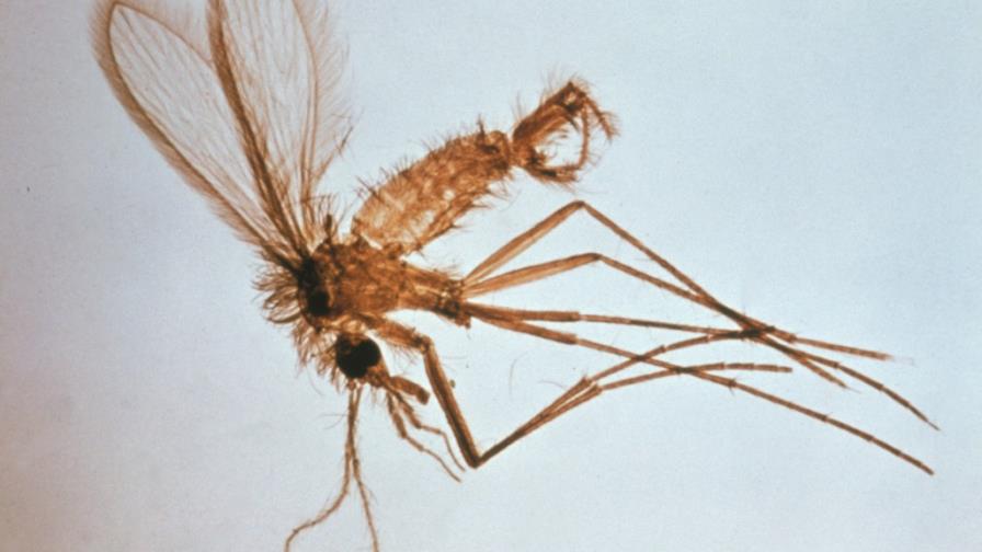 La saliva de una mosca sirve de base para vacuna contra la leishmaniosis