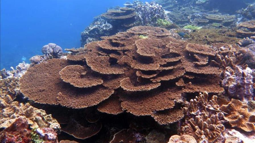 Las reservas marinas reducen la prevalencia de enfermedades en los corales