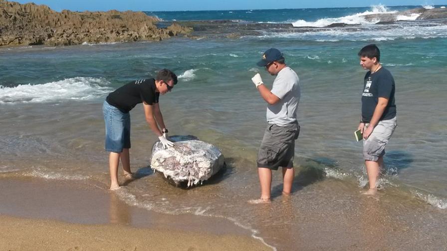 Investigan la muerte de una tortuga tinglar en Puerto Rico Investigan la muerte de una tortuga tinglar en Puerto Rico