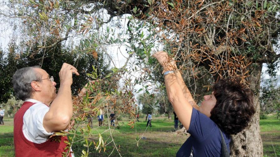 Francia prohíbe importar vegetales italianos por bacterias