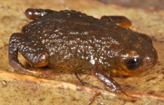 Descubren siete nuevas especies de ranas miniatura en la selva brasileña