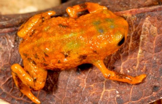 Descubren siete nuevas especies de ranas miniatura en la selva brasileña