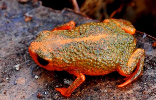 Descubren siete nuevas especies de ranas miniatura en la selva brasileña
