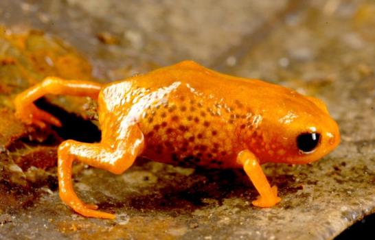 Descubren siete nuevas especies de ranas miniatura en la selva brasileña