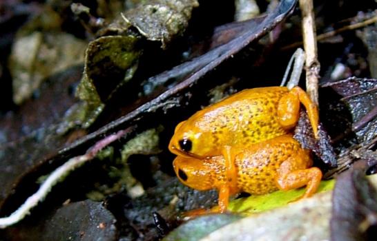 Descubren siete nuevas especies de ranas miniatura en la selva brasileña