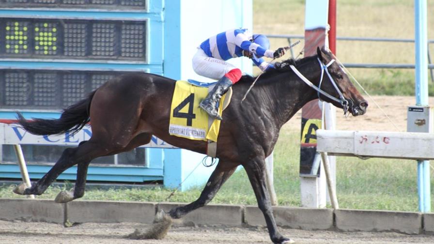 El potro Sentimiento dio la sorpresa y provoca gran dividendo en el hipódromo V Centenario