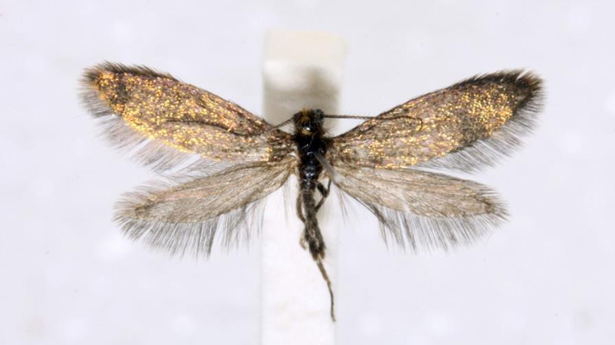 Descubren una polilla primitiva en una isla del sur de Australia