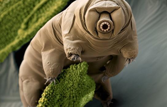 Los superanimales desembarcan en el museo de Historia Natural de Nueva York Los superanimales desembarcan en el museo de Historia Natural de Nueva York