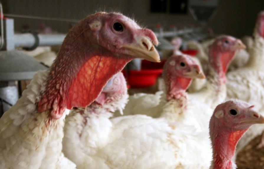 Buscan respuestas a incógnitas de gripe aviar