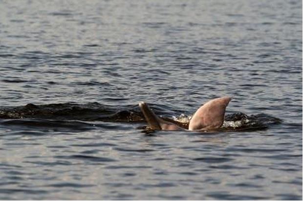 Promueven con un videojuego la protección del delfín rosado en Latinoamérica