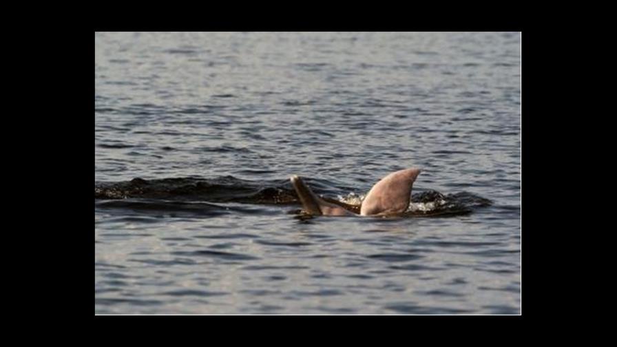 Promueven con un videojuego la protección del delfín rosado en Latinoamérica
