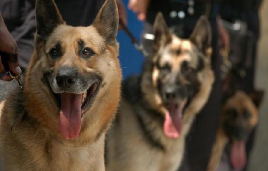 Bolivia compra en España 16 perros para reforzar unidad canina antidrogas