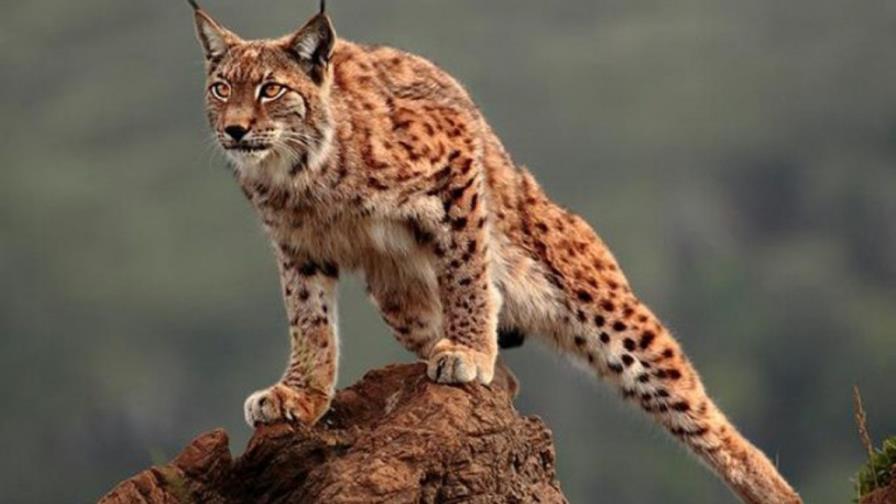 Lince rojo atropellado sobrevive en rejilla de coche