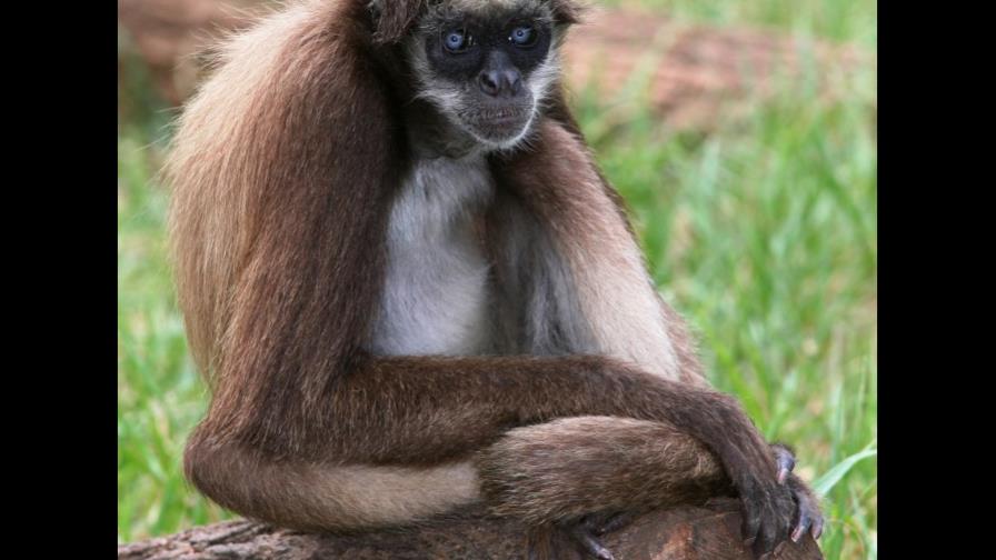 Científicos cuestionan el origen de los misteriosos monos del Nuevo Mundo