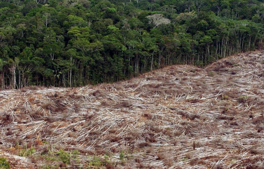 Los árboles de Amazonía inhalan menos carbono en sequías, según expertos