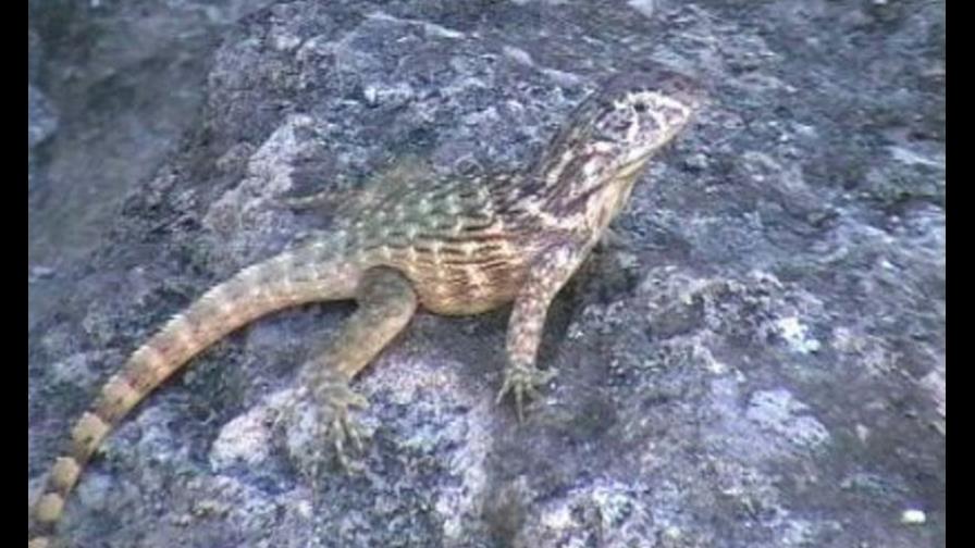 Realizarán encuentro científico por la conservación de anfibios y reptiles del Caribe