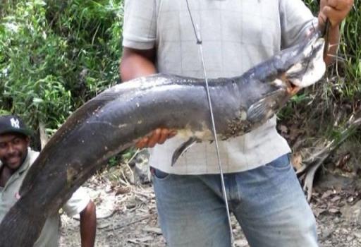 Capturan tres ejemplares de pez gato que pesaron más de 70 libras