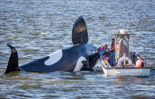 Una orca falsa naufraga antes de asustar a leones marinos