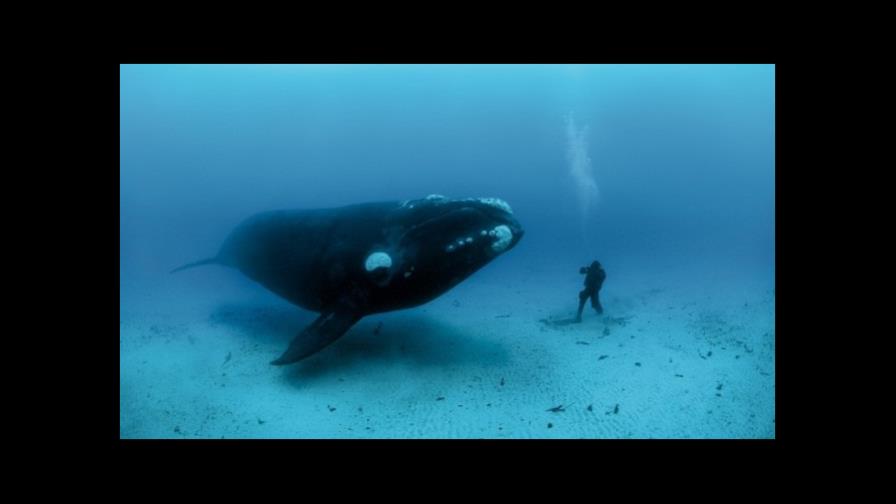 Publican genoma de ballenas boreales, resistentes a envejecimiento y a cáncer