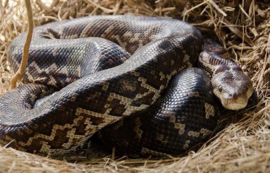 Las culebras que ahuyentan las ratas de Cotuí