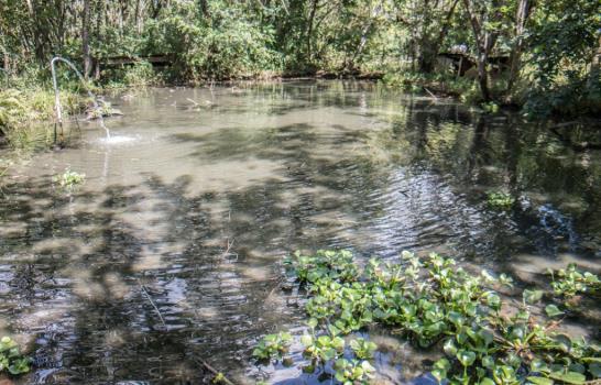 Las culebras que ahuyentan las ratas de Cotuí