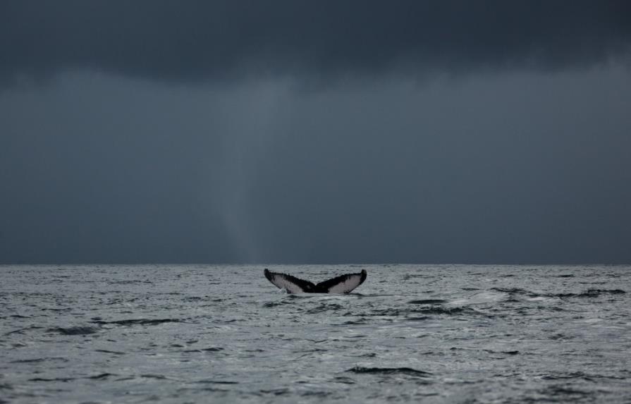 Sigue en tiempo real a una ballena jorobada que llegó desde Islandia