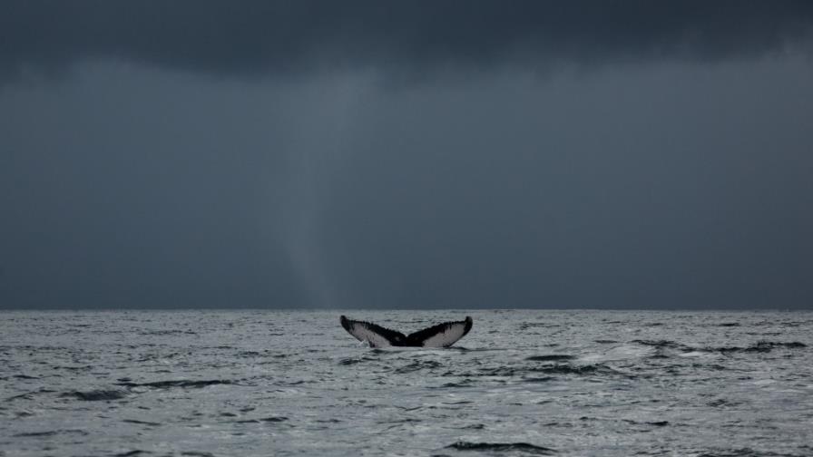Sigue en tiempo real a una ballena jorobada que llegó desde Islandia Sigue en tiempo real a una ballena jorobada que llegó desde Islandia