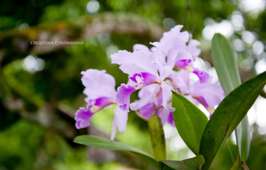 Colombia es el país con mayor variedad de orquídeas, con 4.270 especies