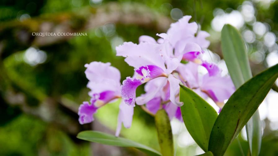 Colombia es el país con mayor variedad de orquídeas, con 4.270 especies