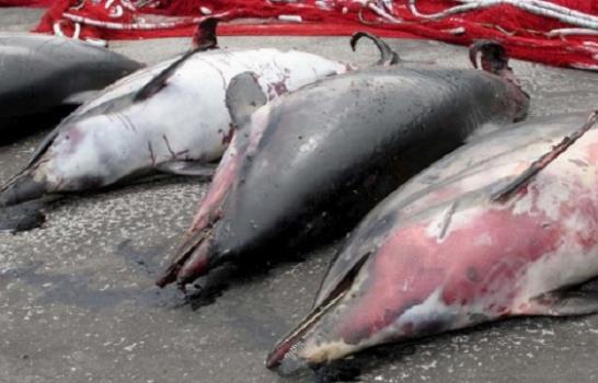 El pueblo nipón que caza delfines creará una entidad para su venta a acuarios