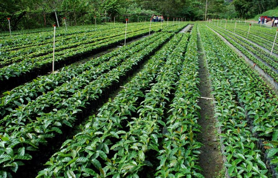 CODOCAFE renueva unas 50 mil tareas café con variedades resistentes a la Roya