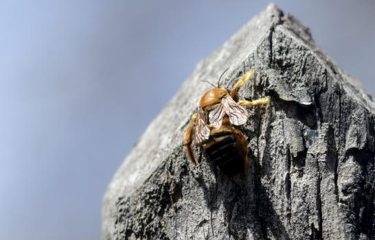 El bosque del Puyango, en el sur de Ecuador, alberga árboles de piedra
