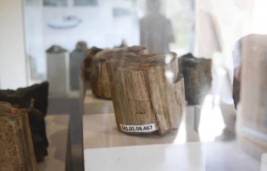 El bosque del Puyango, en el sur de Ecuador, alberga árboles de piedra