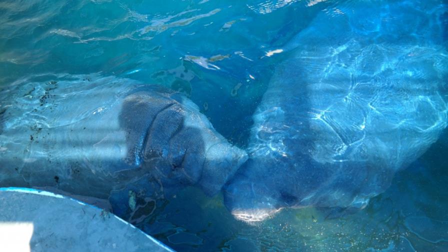 Pepe y Juanita: una pareja de manatíes que vive en el Acuario Nacional