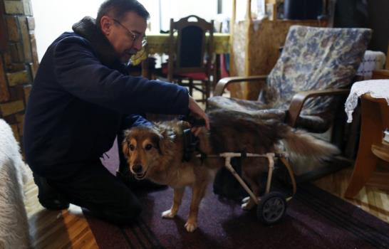 Improvisada silla de ruedas hace felices a mascotas lisiadas