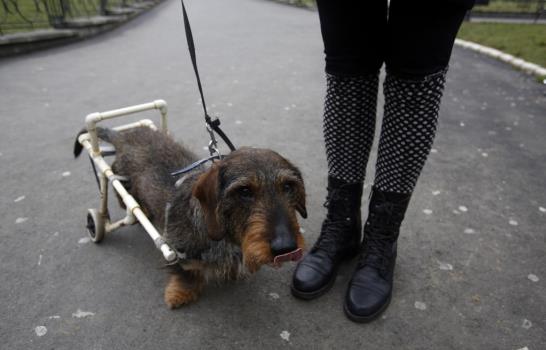 Improvisada silla de ruedas hace felices a mascotas lisiadas