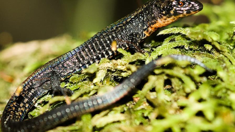 Descubren una nueva especie de lagartija en Machu Picchu
