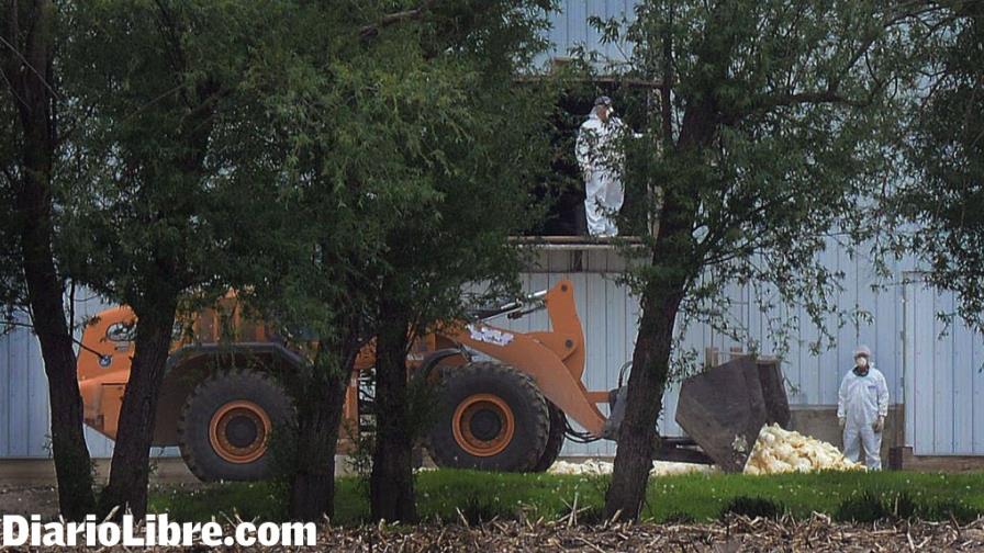 Peor brote de gripe aviar en EE.UU. provoca se dispare el precio de huevos