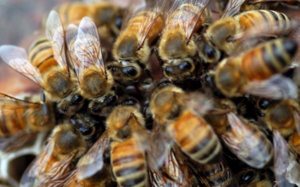 Joven investigador entrena abejas para detectar enfermedades de los cereales