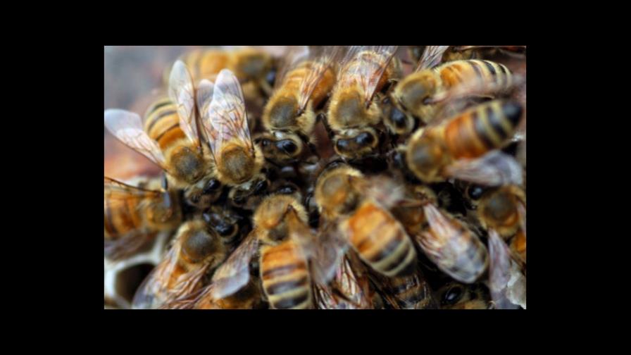 Joven investigador entrena abejas para detectar enfermedades de los cereales Joven investigador entrena abejas para detectar enfermedades de los cereales