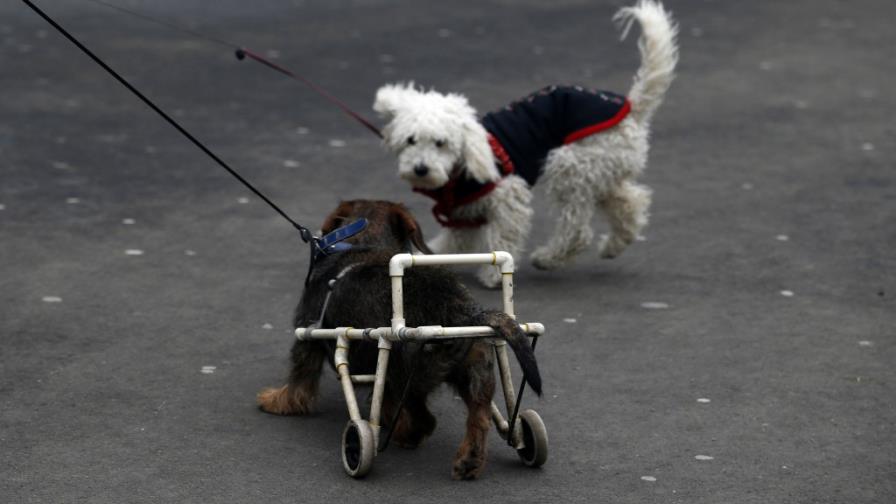 Improvisada silla de ruedas hace felices a mascotas lisiadas