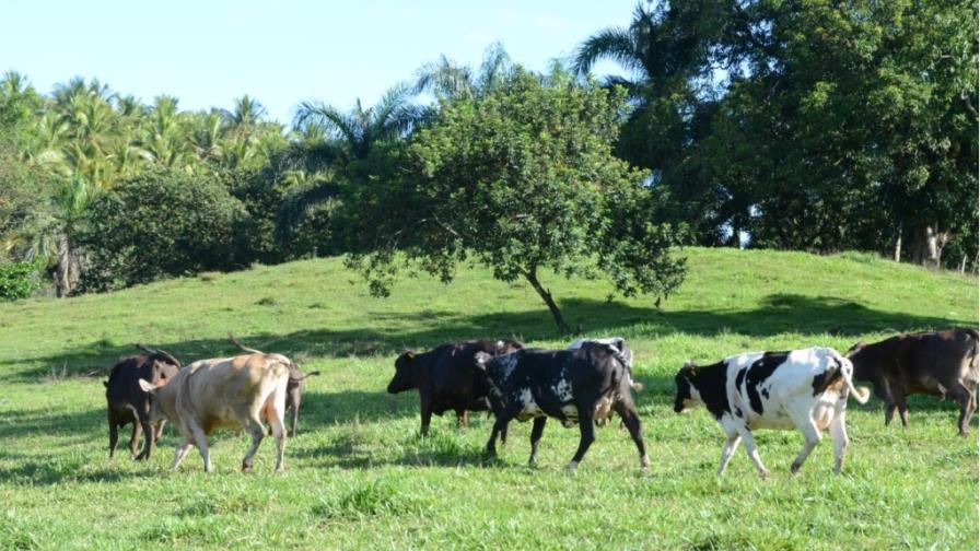 Farm producers say high prices are because of intermediaries