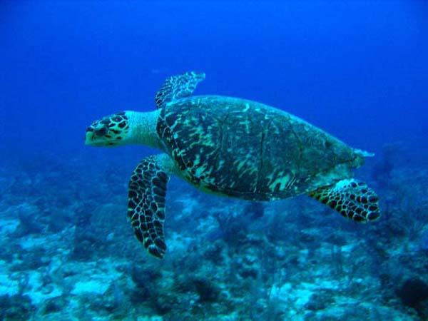 La población de la explotada tortuga carey se recupera en las Islas Salomón