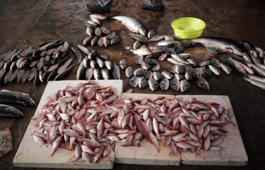 Gaza: Criaderos abastecen a amantes de frutos de mar