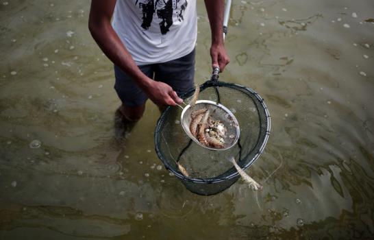 Gaza: Criaderos abastecen a amantes de frutos de mar