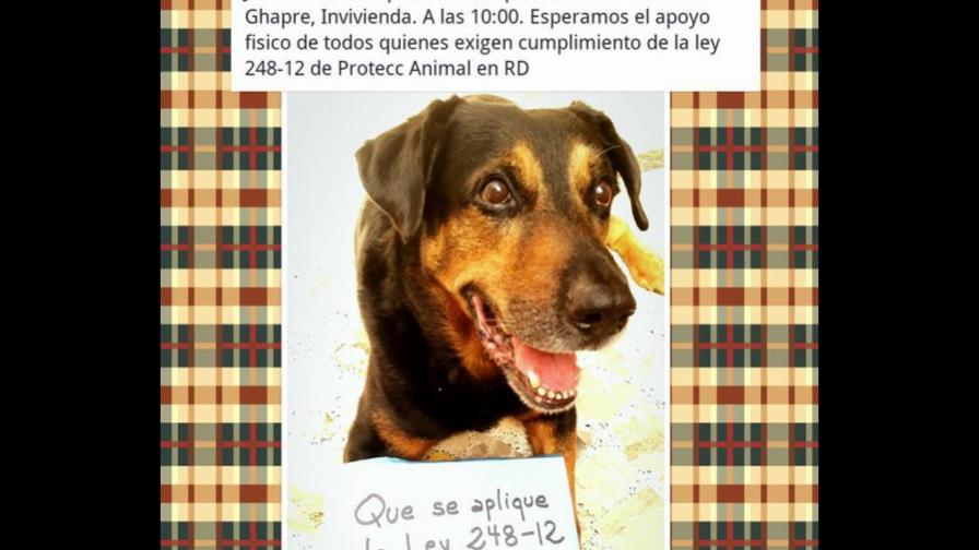 Organización se querella contra agresor de un perro