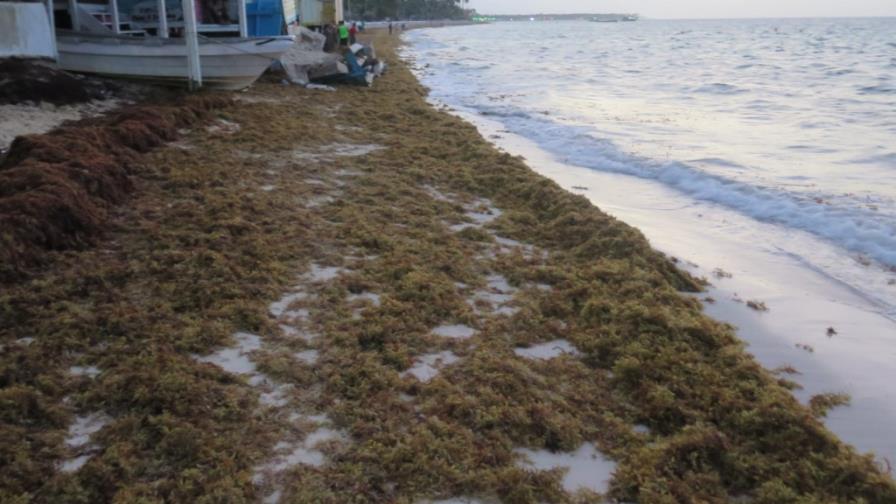 Experto: “No podemos abstraernos de las algas”