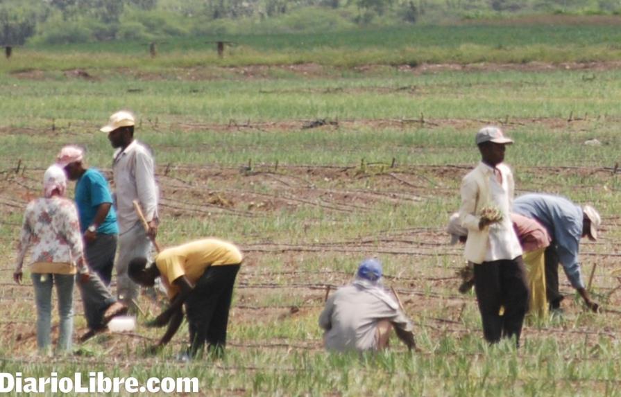 Peligra la producción de cebolla de Villa González